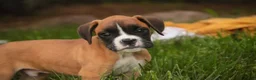 Boxer dogs for sale: Scott - Ad 2