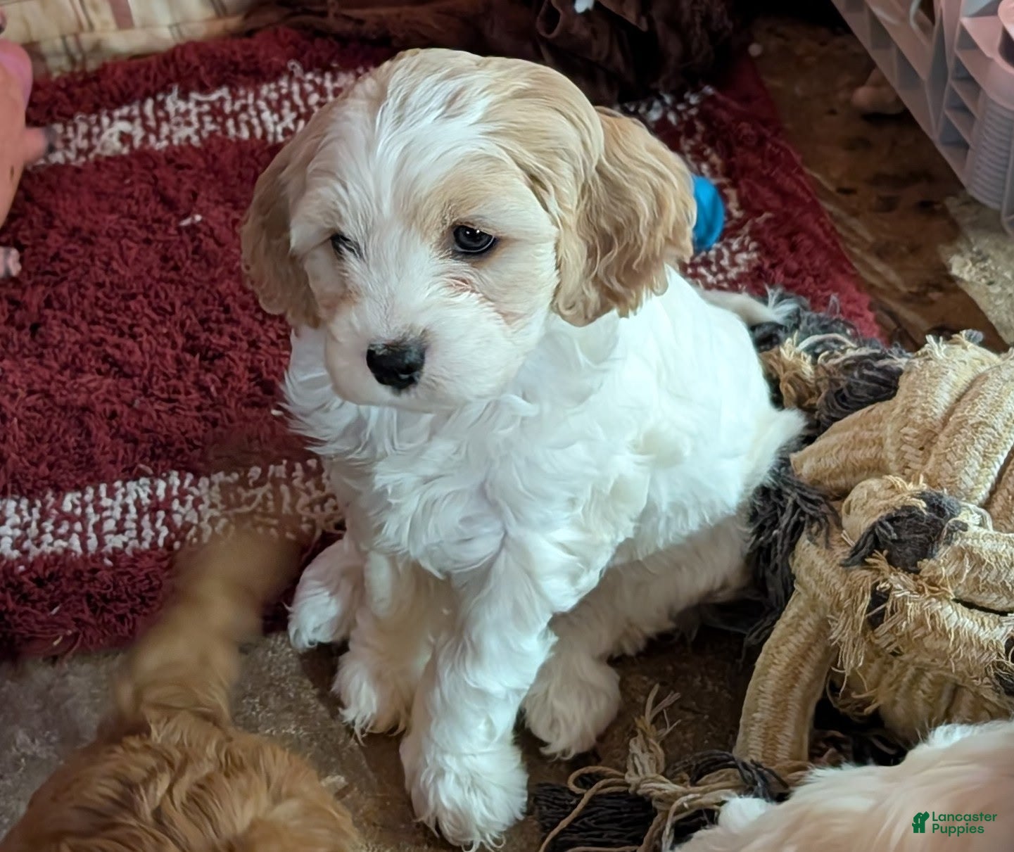 Cavapoo dogs Patches - Ad 1