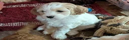 Cavapoo dogs for sale: Patches - Ad 1