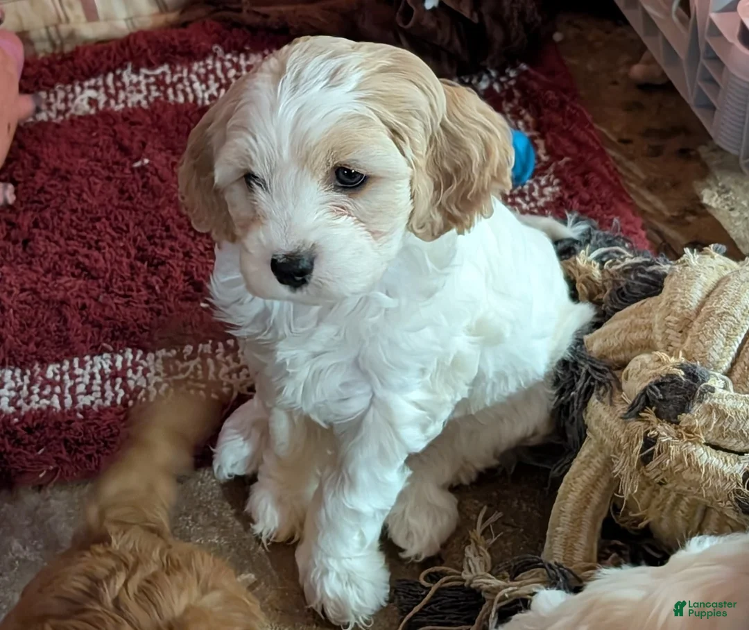 Cavapoo dogs for sale: Patches - Ad 1