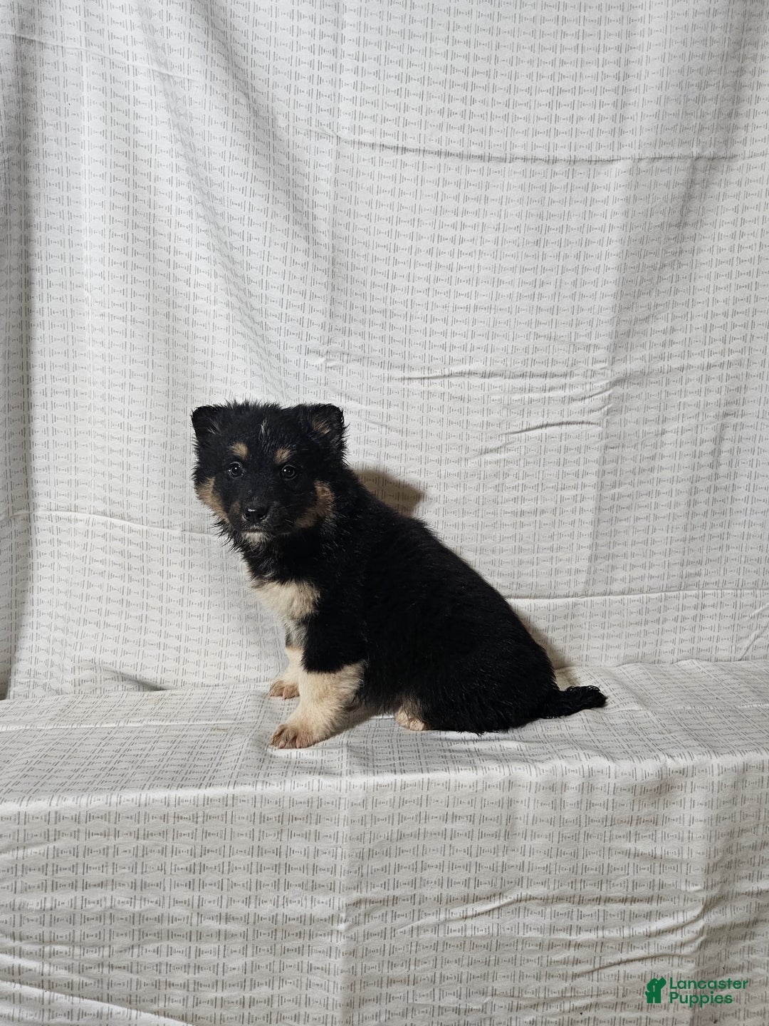 Mixed Breed dogs for sale: Charlie  - Ad 9