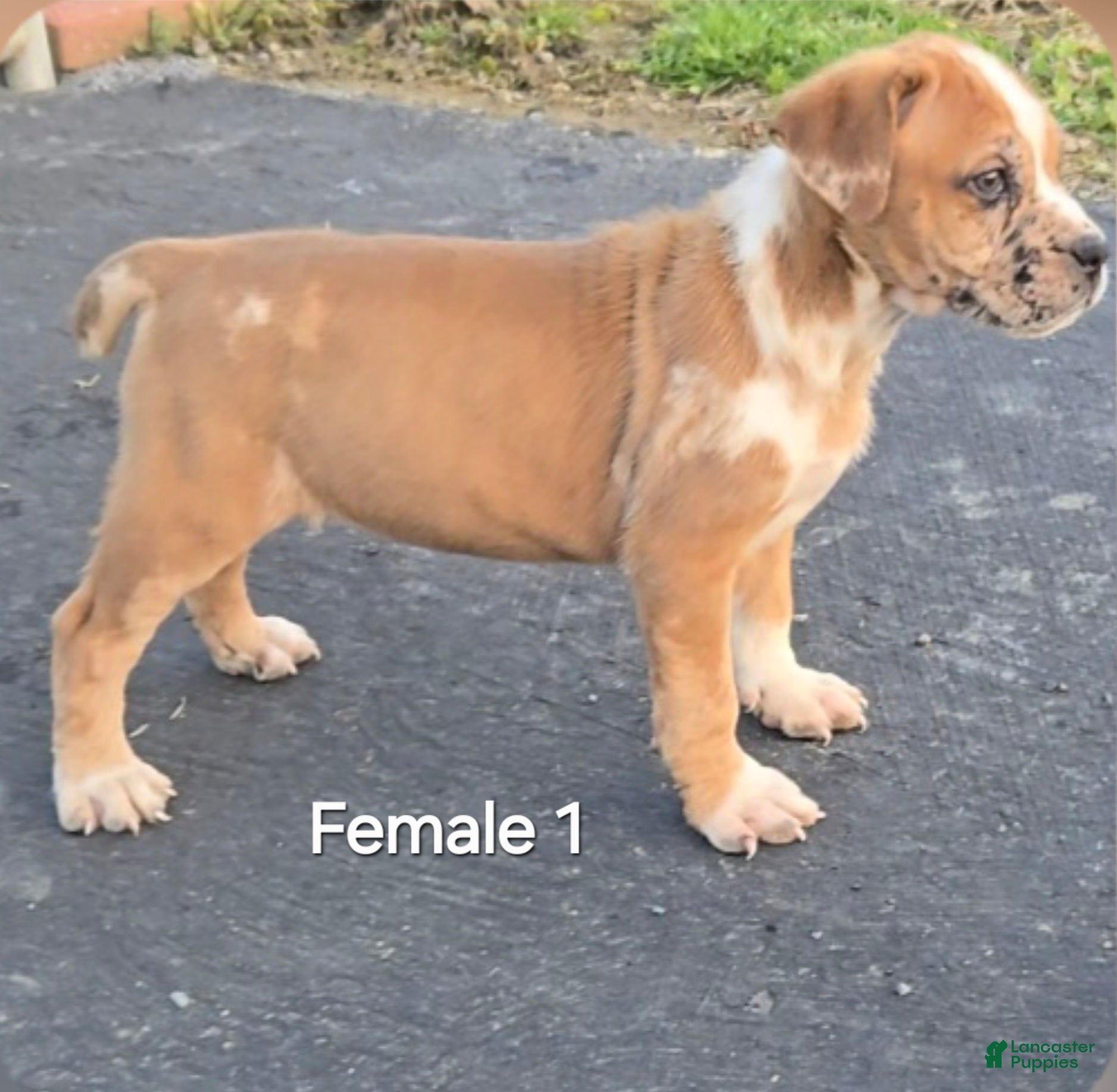 Mixed Breed dogs Hawks Red Girl - Ad 4