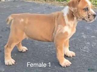 Mixed Breed dogs Hawks Red Girl - Ad 3