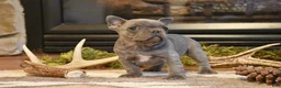 French Bulldog dogs for sale: Rose  - Ad 3