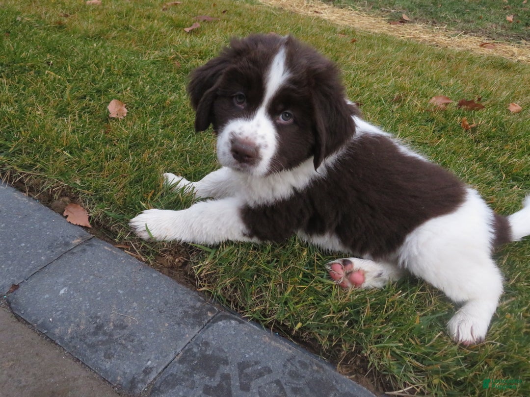 Newfoundland dogs for sale: Chai - Ad 6