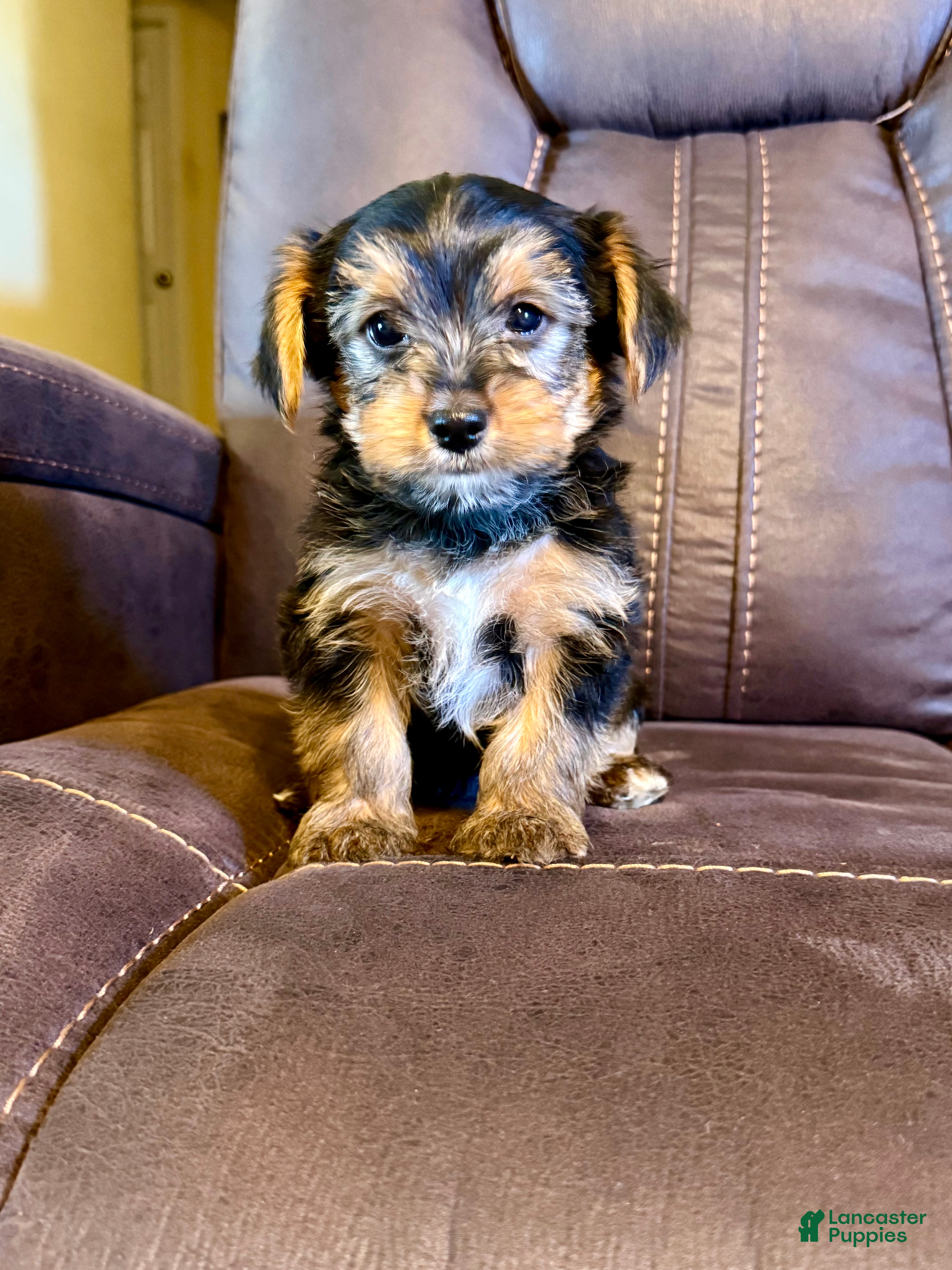 Yorkshire Terrier dogs Yorkshire Terrier 2 - Ad 32