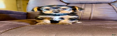 Yorkshire Terrier 2