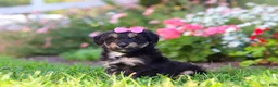 Mixed Breed dogs for sale: Maple - Ad 3
