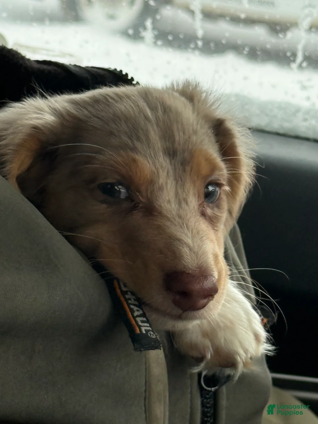 Dachshund dogs for sale: Dachshund Puppy 1 - Ad 5