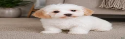 Maltipoo dogs for sale: Daisy - Ad 7