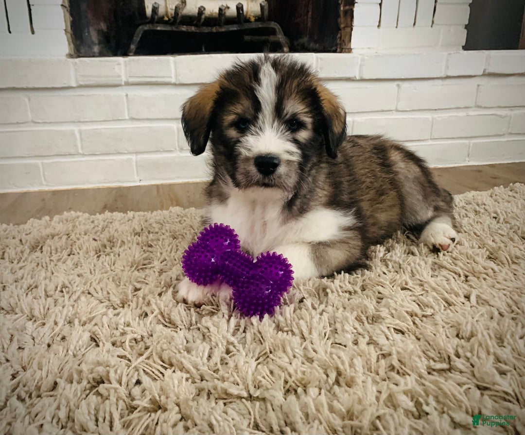 Gallery Image {{count}}