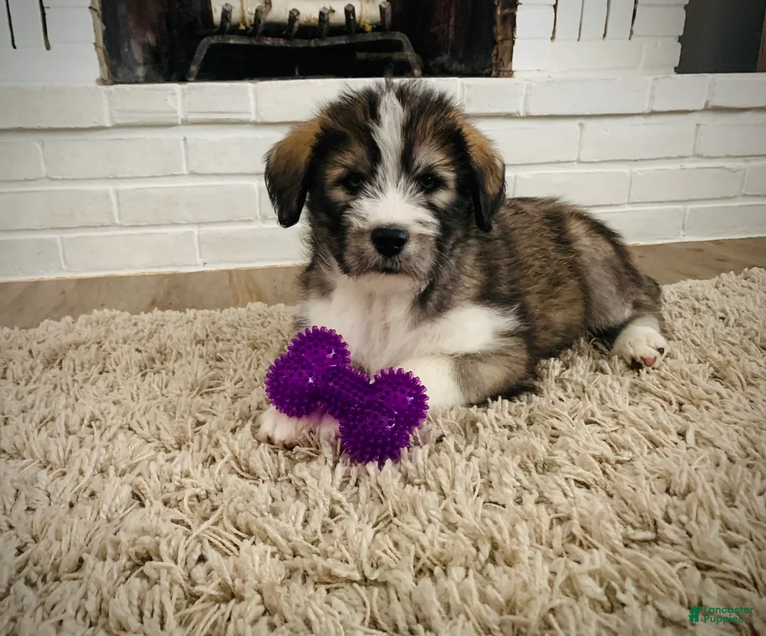 Gallery Image {{count}}