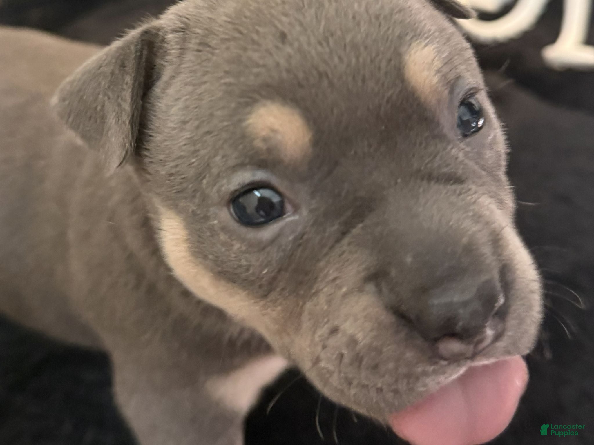 American Bully dogs Nixie - Ad 2