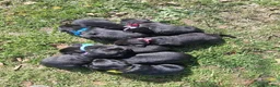 Labrador Retriever dogs for sale: Jett - Ad 4