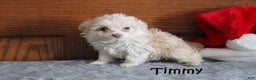 Miniature Poodle dogs for sale: Timmy - Ad 3