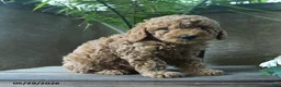 Miniature Poodle dogs for sale: Vanilla - Ad 1