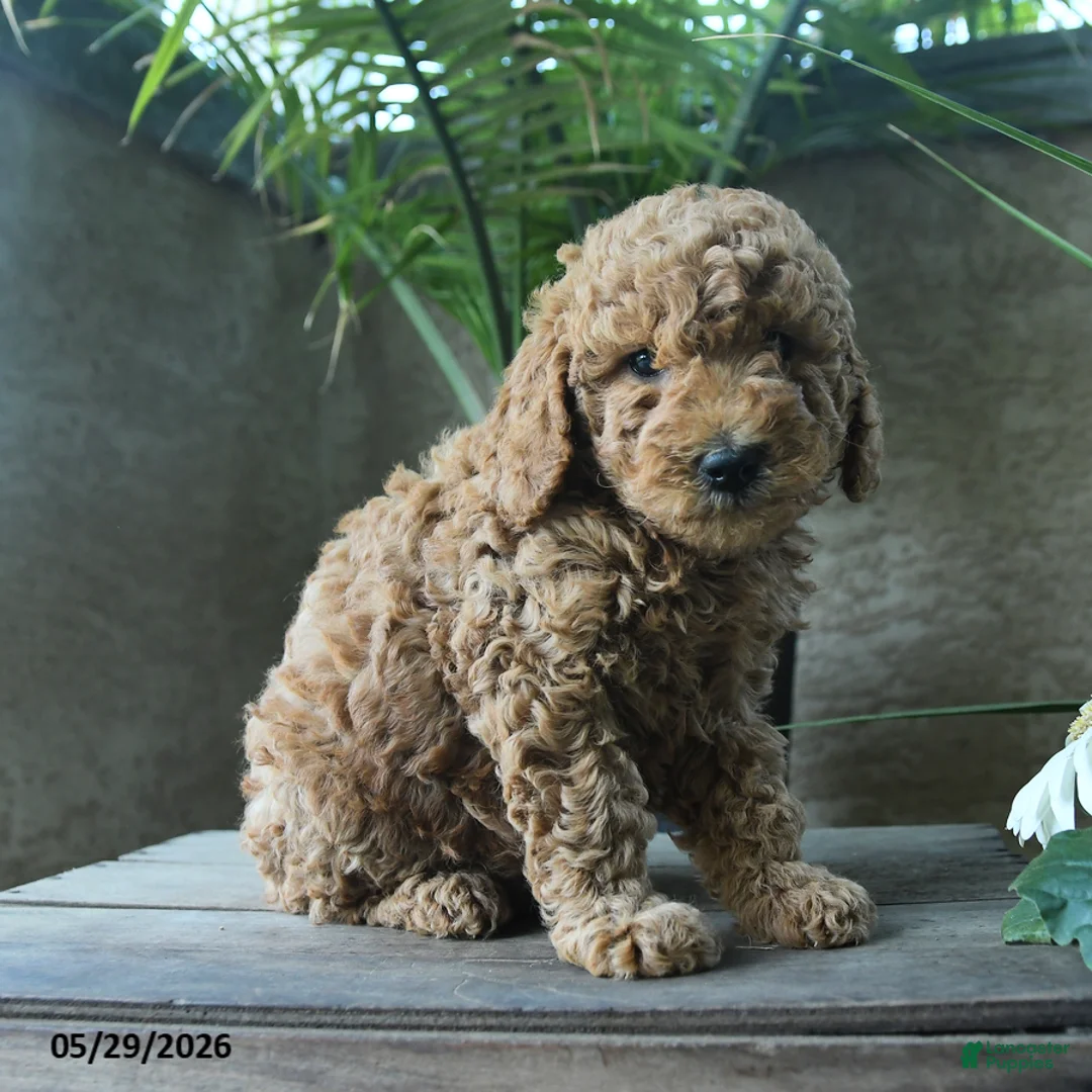 Miniature Poodle dogs for sale: Vanilla - Ad 1
