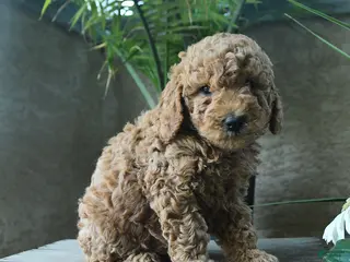 Miniature Poodle dogs for sale: Vanilla - Ad 1