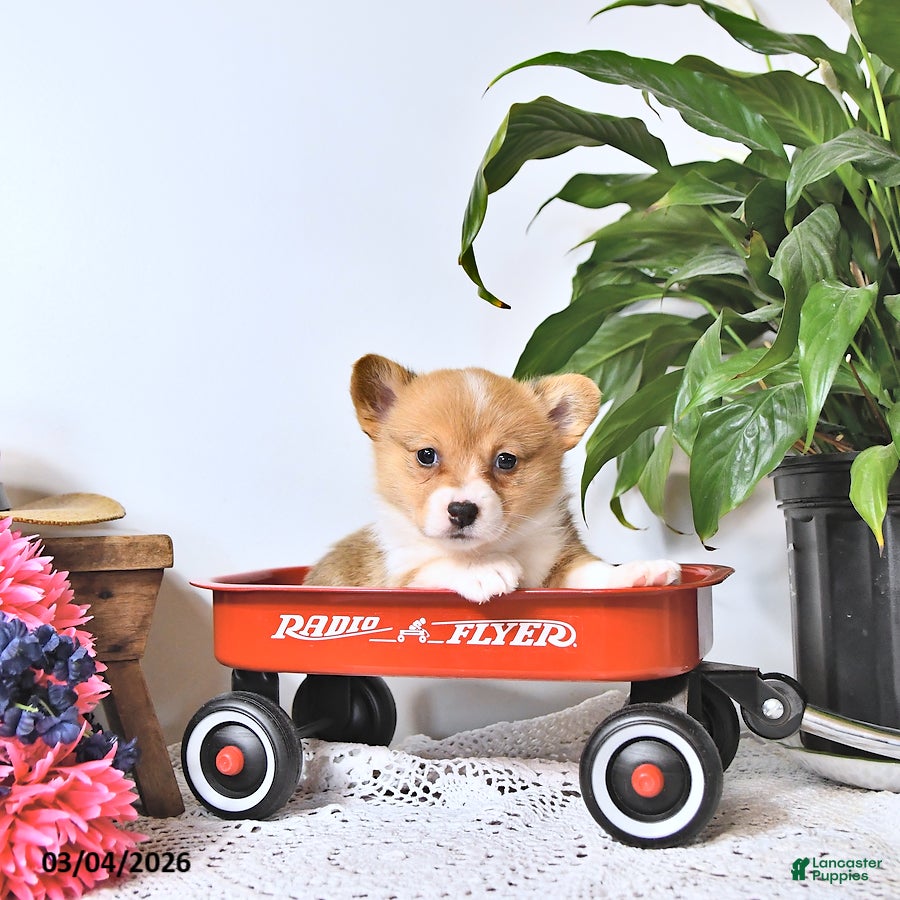 Welsh Corgi Pembroke dogs Kelsey - Ad 1