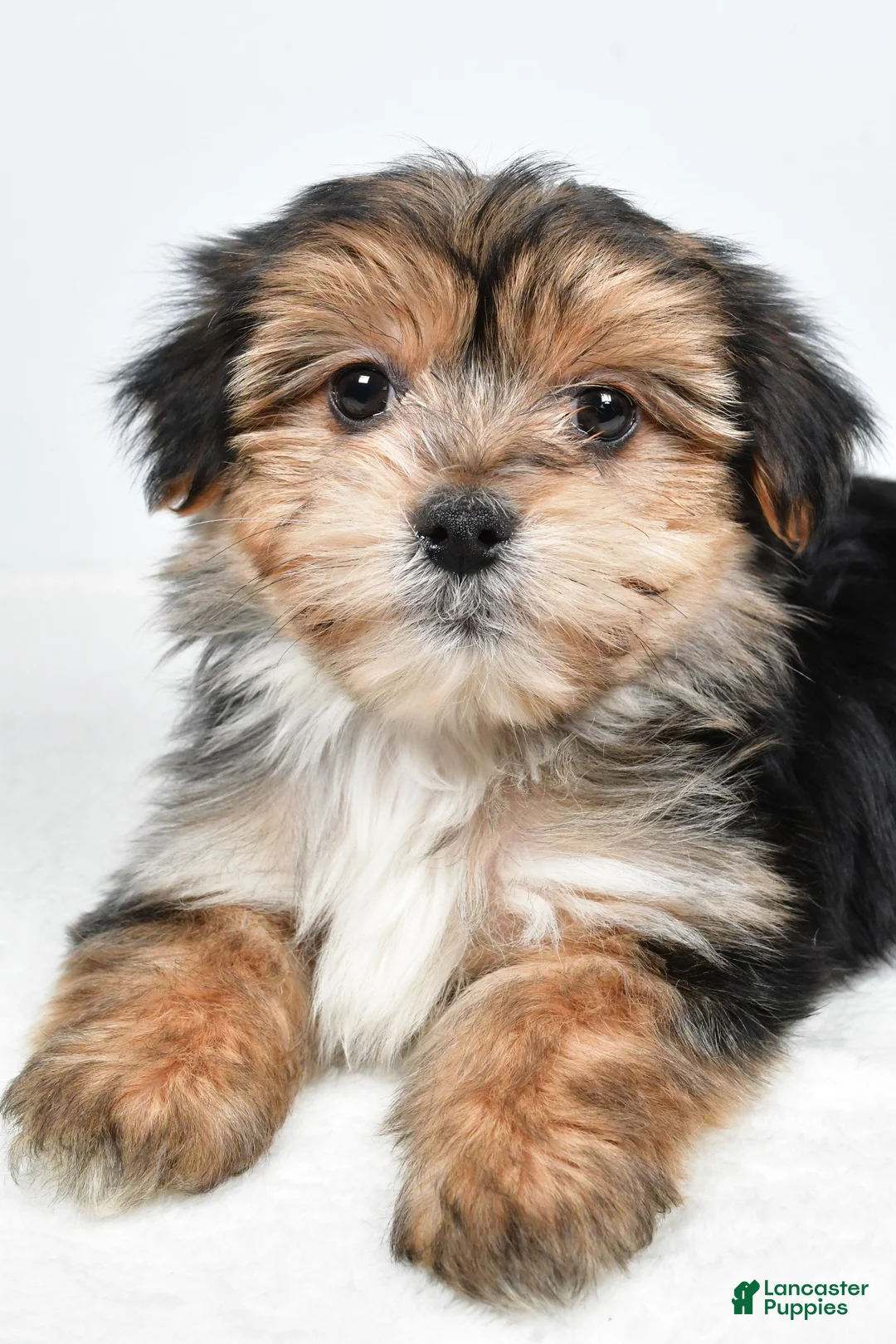 Morkie dogs for sale: Ronnie - Ad 4
