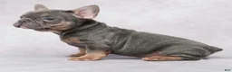 French Bulldog dogs for sale: Stella - Ad 4