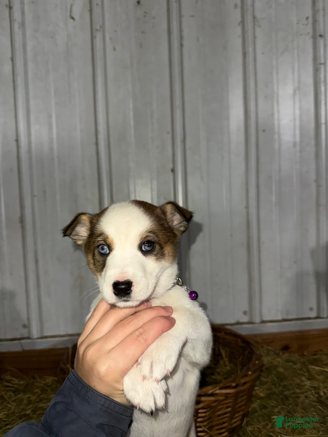 Mixed Breed dogs for sale: Whitey - Ad 1