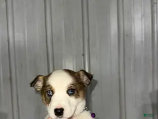 Mixed Breed dogs Whitey - Ad 39