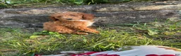 Miniature Poodle dogs for sale: Tinker - Ad 7