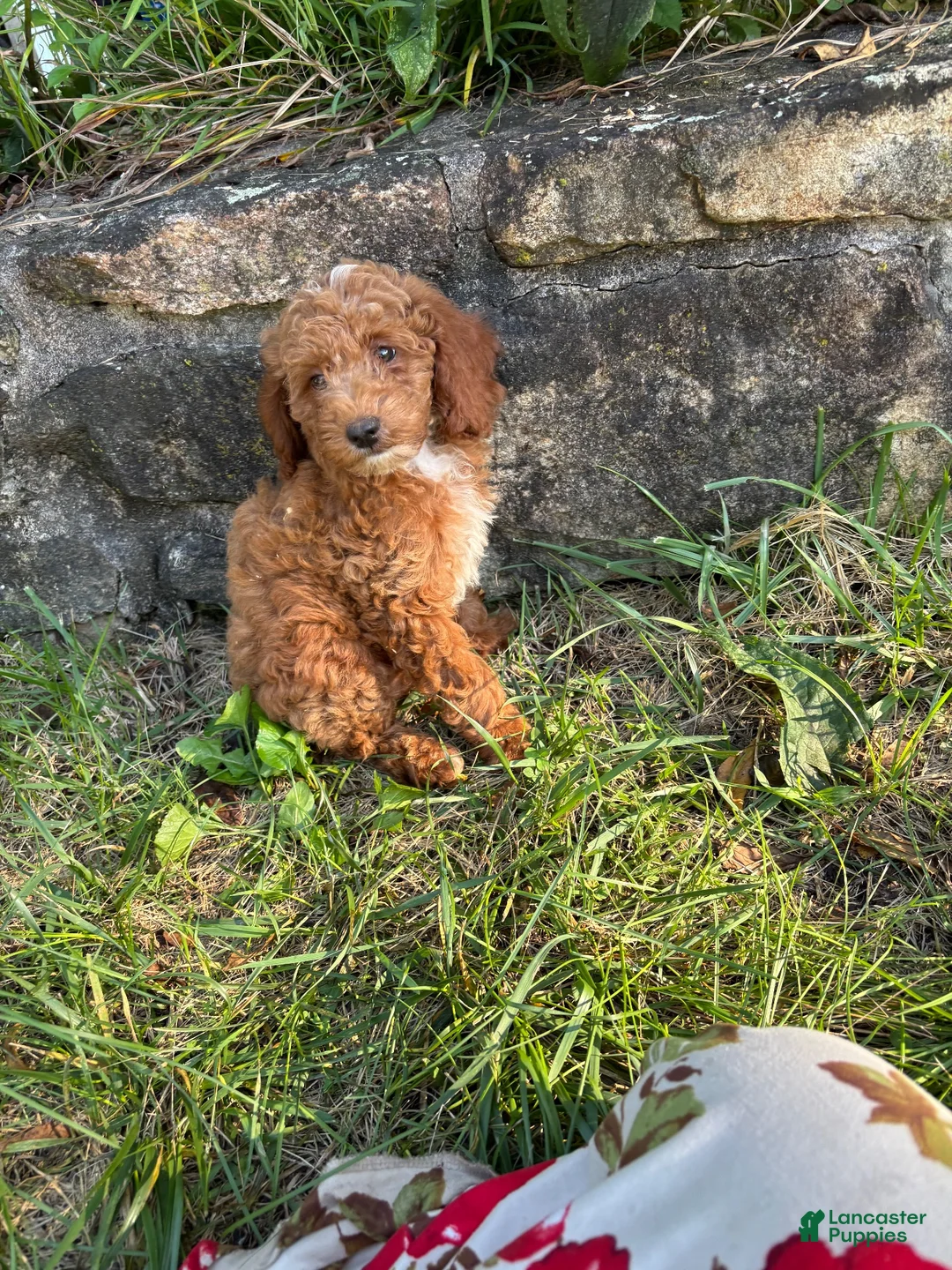 Miniature Poodle dogs for sale: Tinker - Ad 7