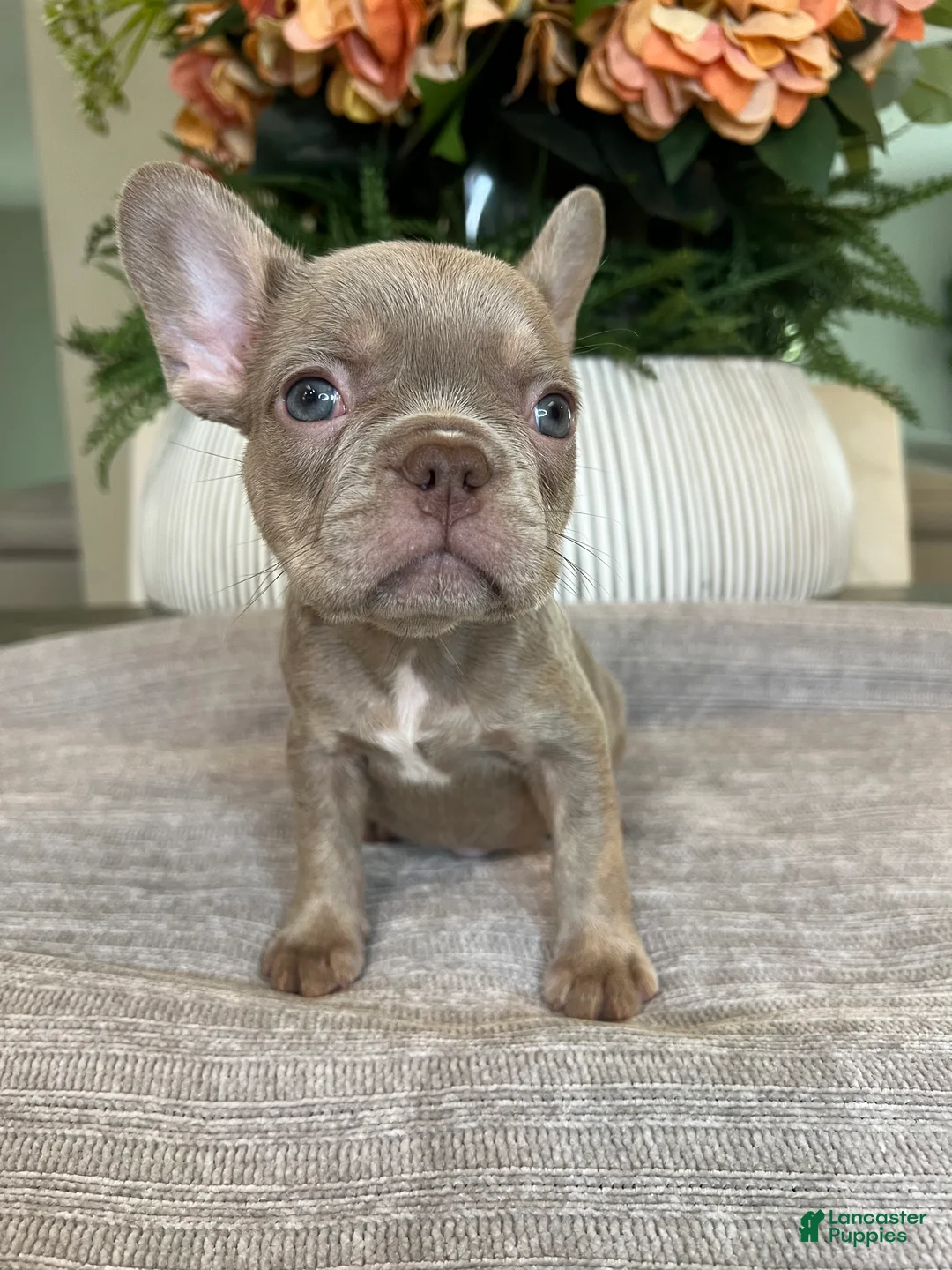 French Bulldog dogs for sale: Celine  - Ad 5
