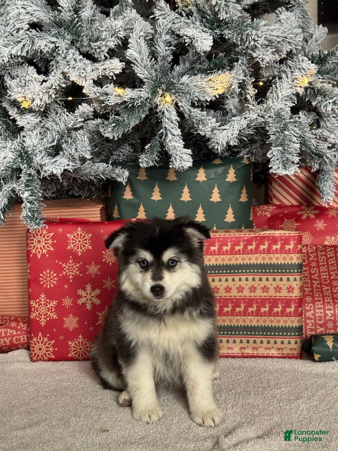 Pomsky dogs for sale: Glacier Girl - Ad 5