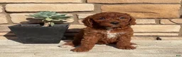 Mini Goldendoodle dogs for sale: Destiny - Ad 2