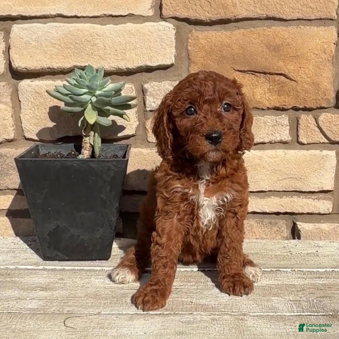 Mini Goldendoodle dogs for sale: Destiny - Ad 2