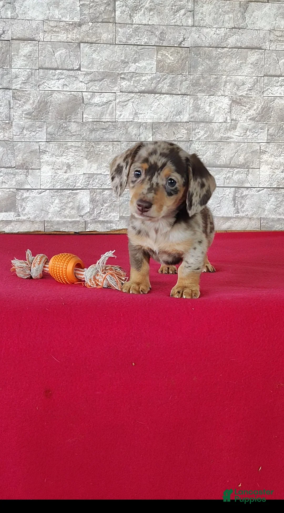 Miniature Dachshund dogs for sale: Landon - Ad 1
