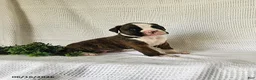 Boxer dogs for sale: Chance - Ad 4
