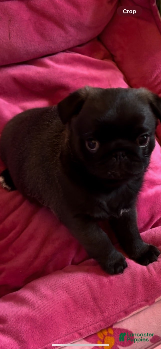Pug dogs Dior - Ad 18