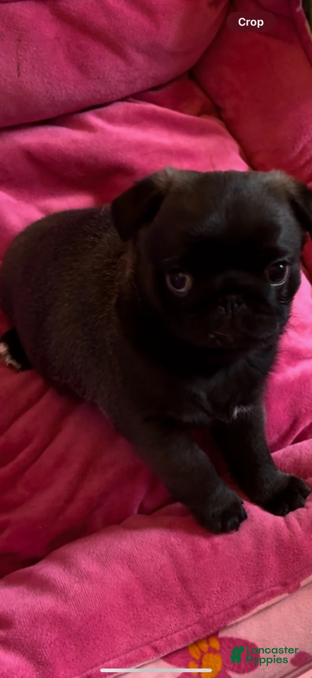 Pug dogs for sale: Dior - Ad 1