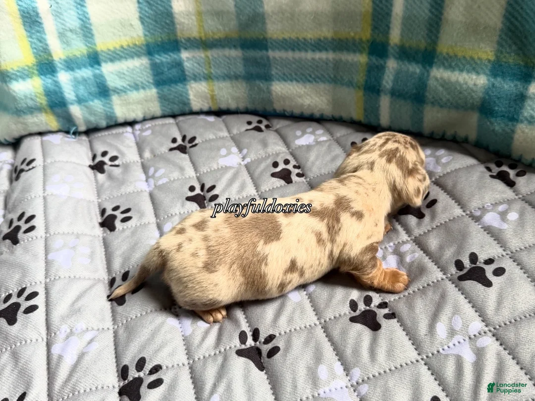 Miniature Dachshund dogs for sale: Isabella dapple smooth coat female AKC  - Ad 9