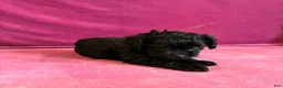 Yorkiepoo dogs for sale: Cyprus Caesar  - Ad 4