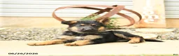 German Shepherd dogs for sale: Lyle - Ad 3