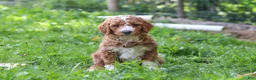 Standard Poodle dogs for sale: Wyatt AKC - Ad 3