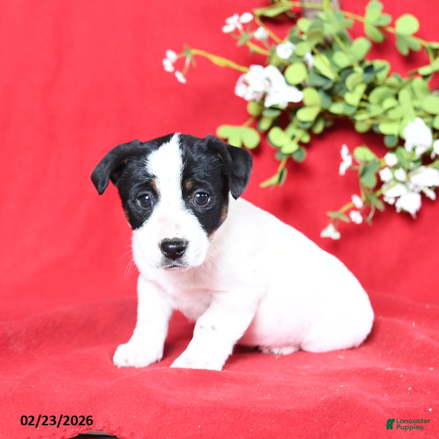 Jack Russell Terrier dogs Jane - Ad 1