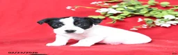 Jack Russell Terrier dogs for sale: Jane - Ad 1