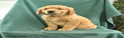 Golden Retriever dogs for sale: Roy  - Ad 1