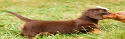 Miniature Dachshund dogs for sale: BRANDY - Ad 3