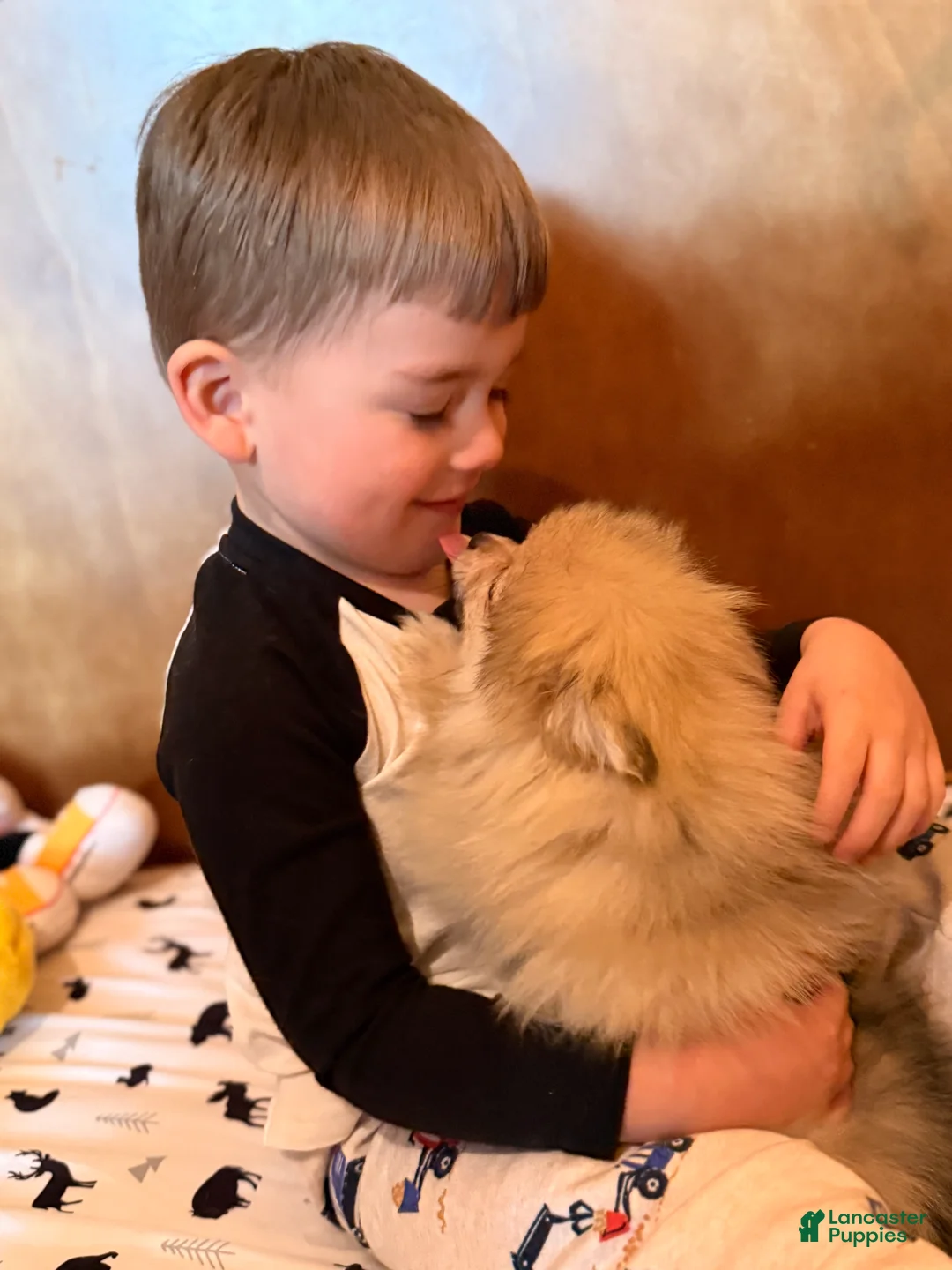 Pomeranian dogs for sale: Daniel (Jack’s brother )  - Ad 2