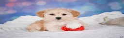 Maltipoo dogs for sale: Maggie - Ad 6