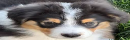 Australian Shepherd dogs for sale: Australian Shepherd Male - Ad 4