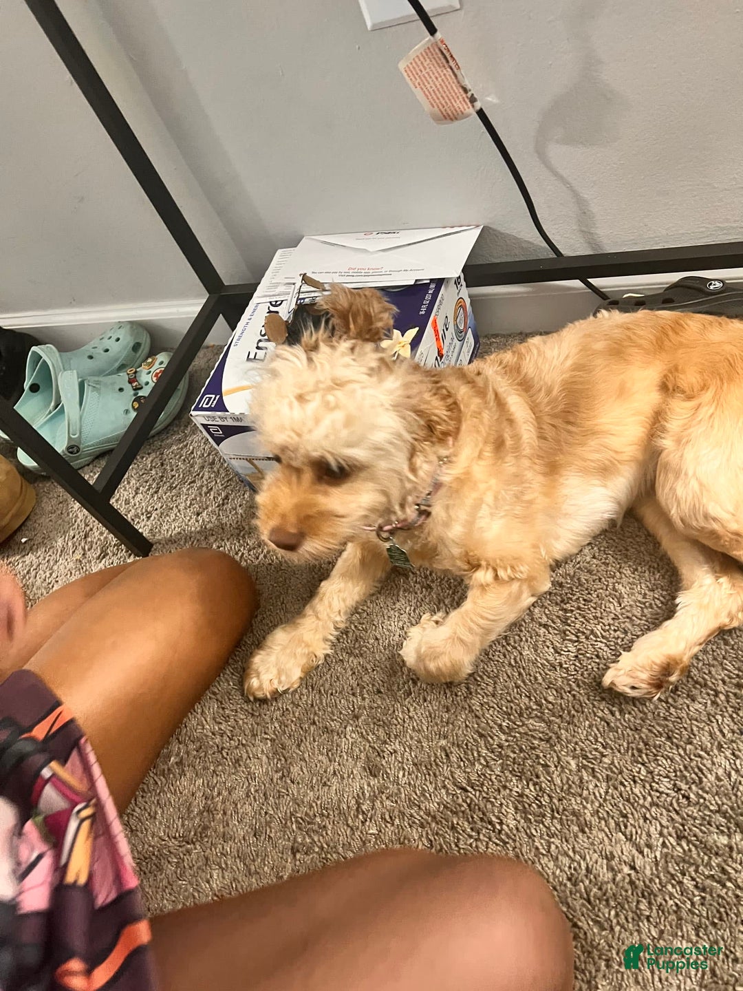 Gallery Image {{count}}