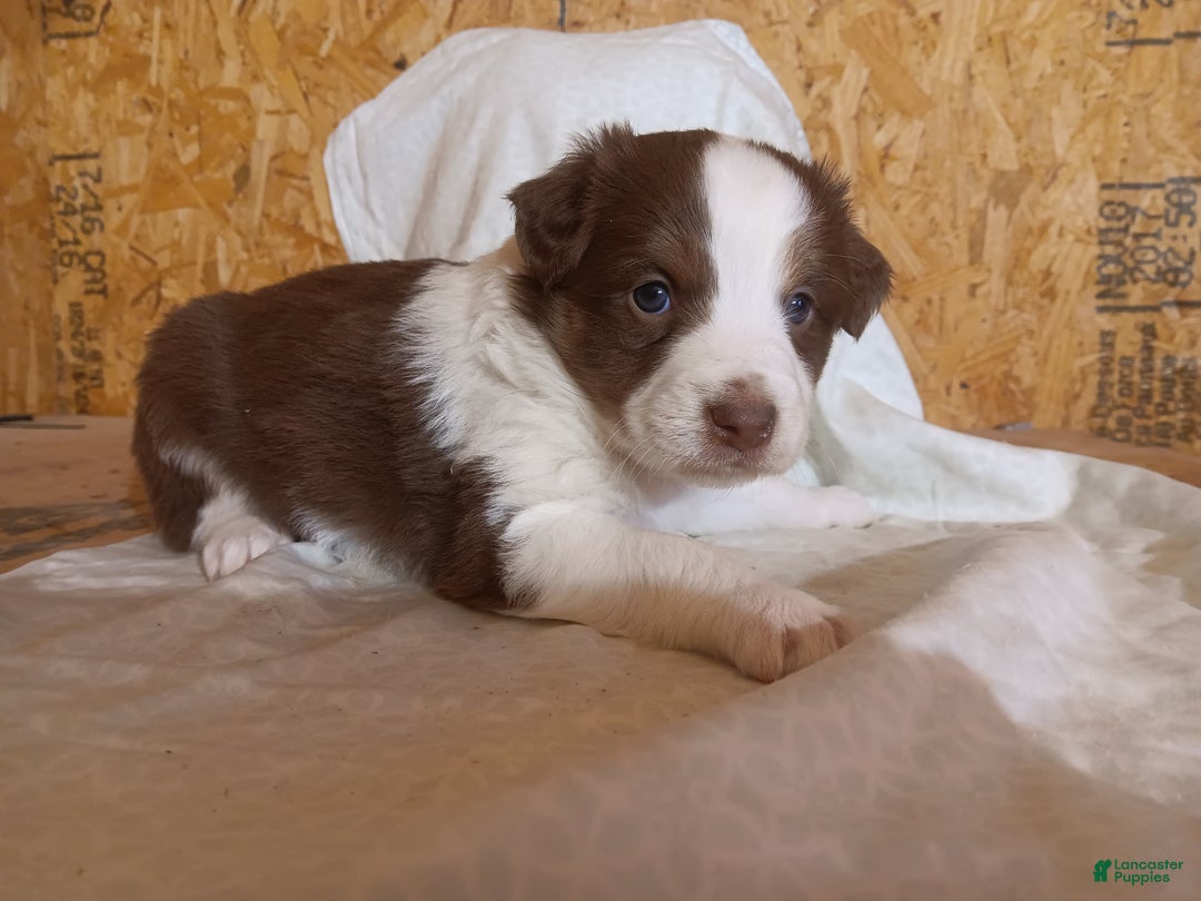 Australian Shepherd dogs for sale: Graham - Ad 3